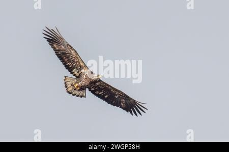 Juvenile American bald eagle in flight hunting over a field on Wolfe Island, Ontario, Canada Stock Photo