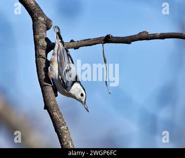 A White-Breasted Nuthatch perched on branch, gazing curiously Stock Photo