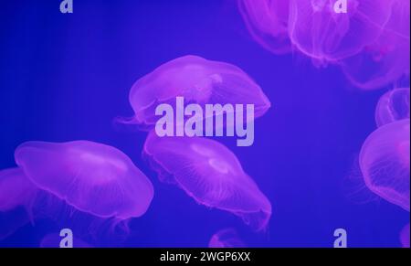 Many Jellyfish in large aquarium. underwater life Stock Photo