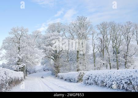 Quiet country lane in farmland in Cumbria, England after heavy overnight winter snowfall. Snow-covered trees and hedgerows and snow tracks in the road. Stock Photo