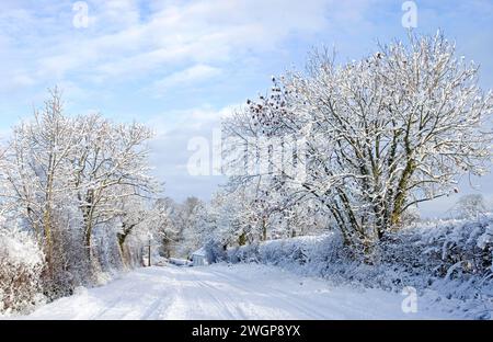 Quiet country lane in farmland in Cumbria, England after heavy overnight snowfall, snow-covered trees and hedgerows and tracks in the snow on the road Stock Photo