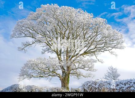 Mature snow-covered oak tree with high snowy branches seen against blue sky after heavy winter snowfall, farmland, rural Cumbria, England UK Stock Photo