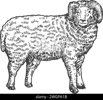 Adult Ram Hand Drawn Vector Cattle Illustration. Mutton Domestic Animal Sketch. Engraving Style Drawing Isolated Stock Vector
