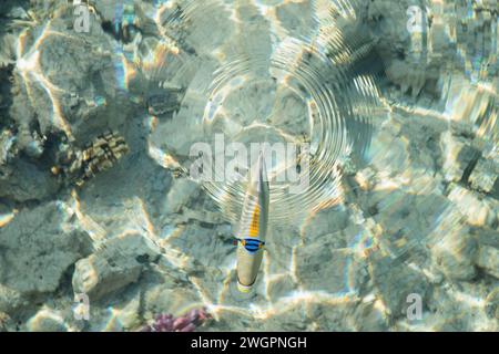 Picasso triggerfish (Rhinecanthus assasi) makes concentric waves on the eater surface. Stock Photo