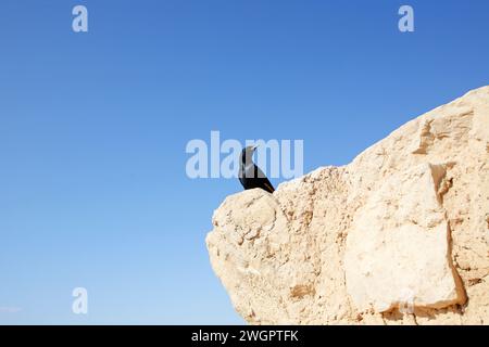 A bird sits on the ruins at Masada, an ancient Jewish fortress in Israel Stock Photo