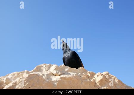 A bird sits on the ruins at Masada, an ancient Jewish fortress in Israel Stock Photo