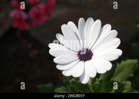 Osteospermum, African White Daisy flower, also known as African Daisy or Daisybush, the garden of the Benedictine Monastery of Zion in Jerusalem, Isra Stock Photo