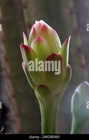 Peruvian apple cactus or Hedge cactus or Cereus hildmannianus in bloom close up, the garden of the Benedictine Monastery of Zion in Jerusalem, Israel Stock Photo