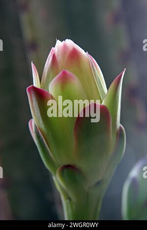 Peruvian apple cactus or Hedge cactus or Cereus hildmannianus in bloom close up, the garden of the Benedictine Monastery of Zion in Jerusalem, Israel Stock Photo