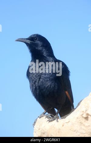 A bird sits on the ruins at Masada, an ancient Jewish fortress in Israel Stock Photo