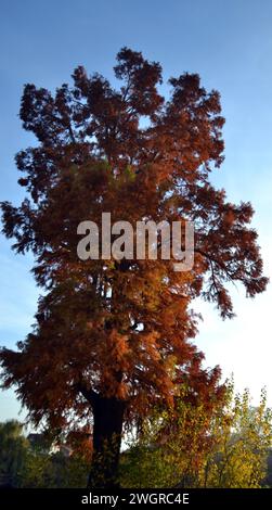 Bald Cypress (Taxodium distichum) with red autumn leaves Stock Photo