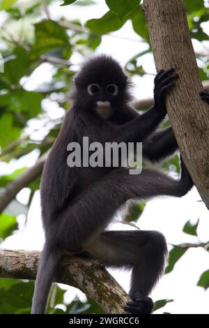 Cafe at Gunung Lambak, Kluang, Malaysia Stock Photo