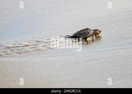 Newly hatched green olive Ridley turtle on sandy beach, Quepos, Costa Rica Stock Photo
