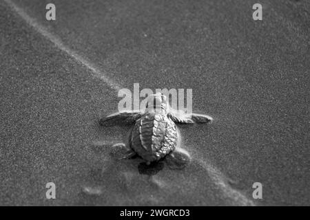 Newly hatched green olive Ridley turtle on sandy beach, Quepos, Costa Rica Stock Photo
