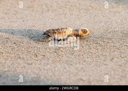 Newly hatched green olive Ridley turtle on sandy beach, Quepos, Costa Rica Stock Photo