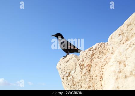 A bird sits on the ruins at Masada, an ancient Jewish fortress in Israel Stock Photo