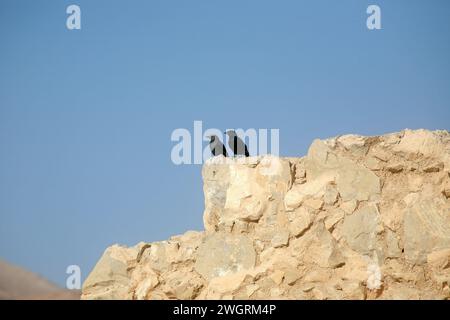 MASADA, ISRAEL - JANUARY 04, 2007: A bird sits on the ruins at Masada, an ancient Jewish fortress in Israel Stock Photo