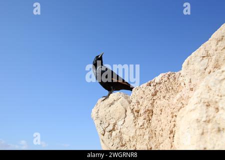 A bird sits on the ruins at Masada, an ancient Jewish fortress in Israel Stock Photo