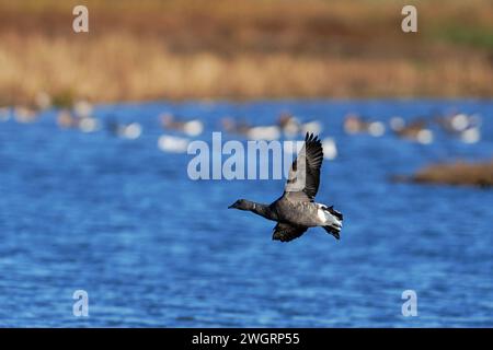 Brent Goose- Branta bernicla in flight at R.S.P.B Tichwell Marsh Nature Reserve, Norfolk, Uk Stock Photo