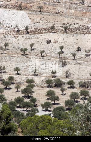 Olive tree grove between Bethlehem and Jerusalem, Israel Stock Photo