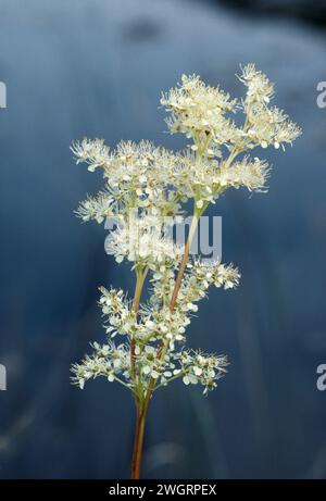 Meadow Sweet (Filipendula ulmaria) growing by freshwater loch, Isle of Mull, Inner Hebrides, Scotland, August 1987 Stock Photo