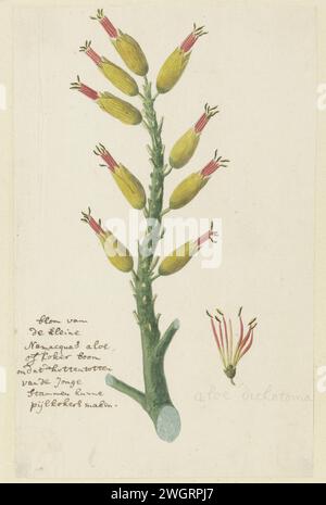 aloe vera gesicht erfahrungen Bio Reinigungsgel Aloe Vera – Sanfte Gesichtswäsche