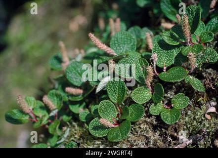 Net-leaved Willow (Salix reticulata) growing on ledge on crag, Ben Lawers National Nature Reserve, Perthshire, Scotland, July 1982 Stock Photo