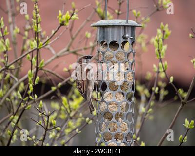 House Sparrow, Passer domesticus, feeding on fat balls on a garden feeder. England, UK. Stock Photo