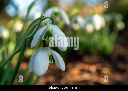 snowdrop flowers blooming in wintertime Stock Photo