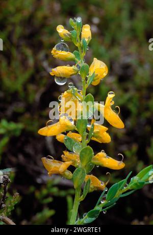 Petty Whin (Genista anglica) single flower spike in rain, Cairngorms National Park, Scotland, June 2001 Stock Photo