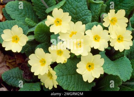 Primrose (Primula vulgaris) on floor of decidious woodland, Berwickshire, Scotland, April 1998 Stock Photo