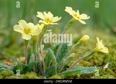 Primrose (Primula vulgaris), on floor of decidious woodland, Berwickshire, Scotland, April 1998 Stock Photo