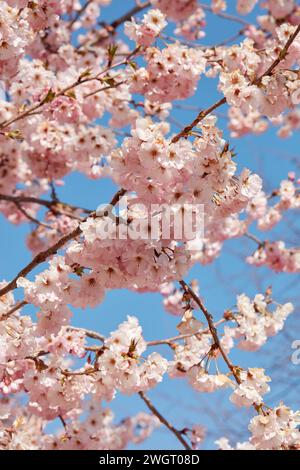 Cherry tree blossom, branches with pink flowers texture background in a sunny spring day, blue sky Stock Photo