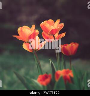 Multi coloured tulips from my garden last year. Stock Photo