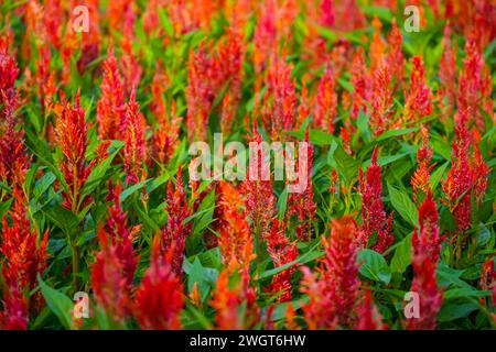 Red flower Celosia field of inflorescences. Stock Photo