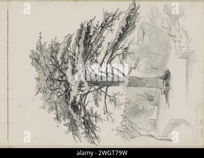 Cedar from 1736 in the Jardin des Plantes in Paris, 1858  Page 13 Recto from a sketchbook with 52 sheets. Paris paper. pencil  Trees: Cedar. Botanic Garden, 'Hortus Botancus' Garden of plants Stock Photo