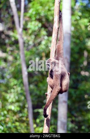 Bornean white-bearded gibbon, (Hylobates albibarbis) from Tanjung Puting National Park, Kalimantan, Borneo, Indonesia. Stock Photo