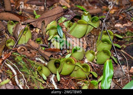 Old Raja Pitcher Pitcher Plant (Nepenthes sp) pitchers, Raja Ampat, West Papua ...