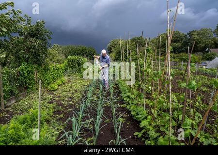Elderly man working in his allotment growing fruit and veg. Organic healthy sustainable food Stock Photo