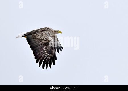 White-tailed eagle in full swing Stock Photo