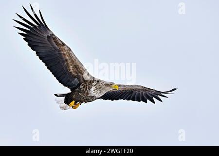 White-tailed eagle in full swing Stock Photo