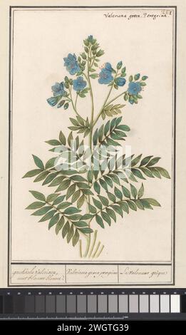 Jakobsladder (Polemonium blue), Boëtius de Boodt, 1596 - 1610 drawing Jacobladder or Greek Valerian. Numbered at the top right: 261. At the top right the Latin name. Part of the third album with drawings of flowers and plants. Tenth of twelve albums with drawings of animals, birds and plants known around 1600, made commissioned by Emperor Rudolf II. With explanation in Dutch, Latin and French. draughtsman: Praagdraughtsman: Delft paper. watercolor (paint). deck paint. chalk. ink brush / pen flowers: Jacob's-ladder Stock Photo