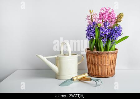 Blooming hyacinth in a flowerpot, a watering can and garden tools on the white table - home gardening as a hobby and connecting with nature concept Stock Photo