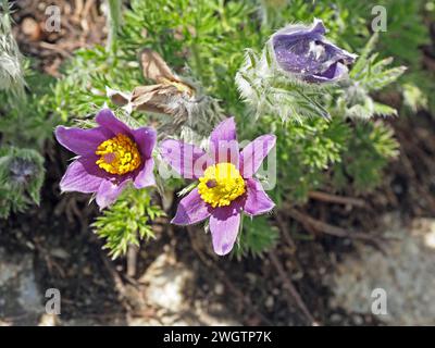 bright purple sepals of Pasque Flower (Pulsatilla vulgaris) with yellow anthers - no petals - growing in Italian Alps, Europe Stock Photo