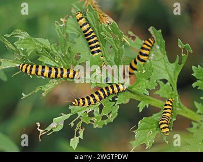 distinctive yellow black striped caterpillars (larvae) of Cinnabar Moth  (Tyria jacobaeae)) feeding on perforated green leaves in radiating formation Stock Photo