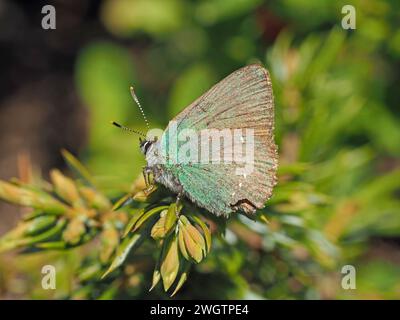 Green Hairstreak butterfly (Callophrys rubi) green refractive scales fading to brown & damage to wingtip resting on juniper scale leaves Italian Alps Stock Photo