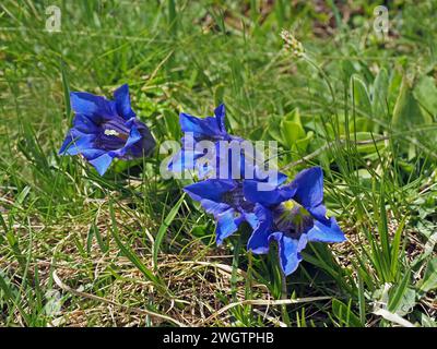 vivid blue flowers of Gentiana acaulis, the stemless gentian,or trumpet gentian growing wild in alpine meadow in the Italian Alps, Italy, Europe Stock Photo