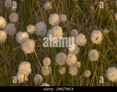 Alaska Cotton Grass Eriophorum brachyantherm Stock Photo