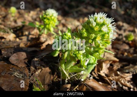 White butterbur (Petasites albus) plant growing in early spring at sunny day Stock Photo
