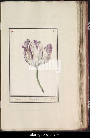 Tulp (fire), anonymous, 1790 - 1814 drawing Purple-white tulip. Numbered at the top right: 52. At the top left marked with a red asterisk. Part of the first album with drawings of flowers and plants. Eighth of twelve albums with drawings of animals, birds and plants known around 1600, made on behalf of Emperor Rudolf II. With explanation in Dutch, Latin and French. Southern Netherlands paper. watercolor (paint). deck paint. pencil brush flowers: tulip Stock Photo